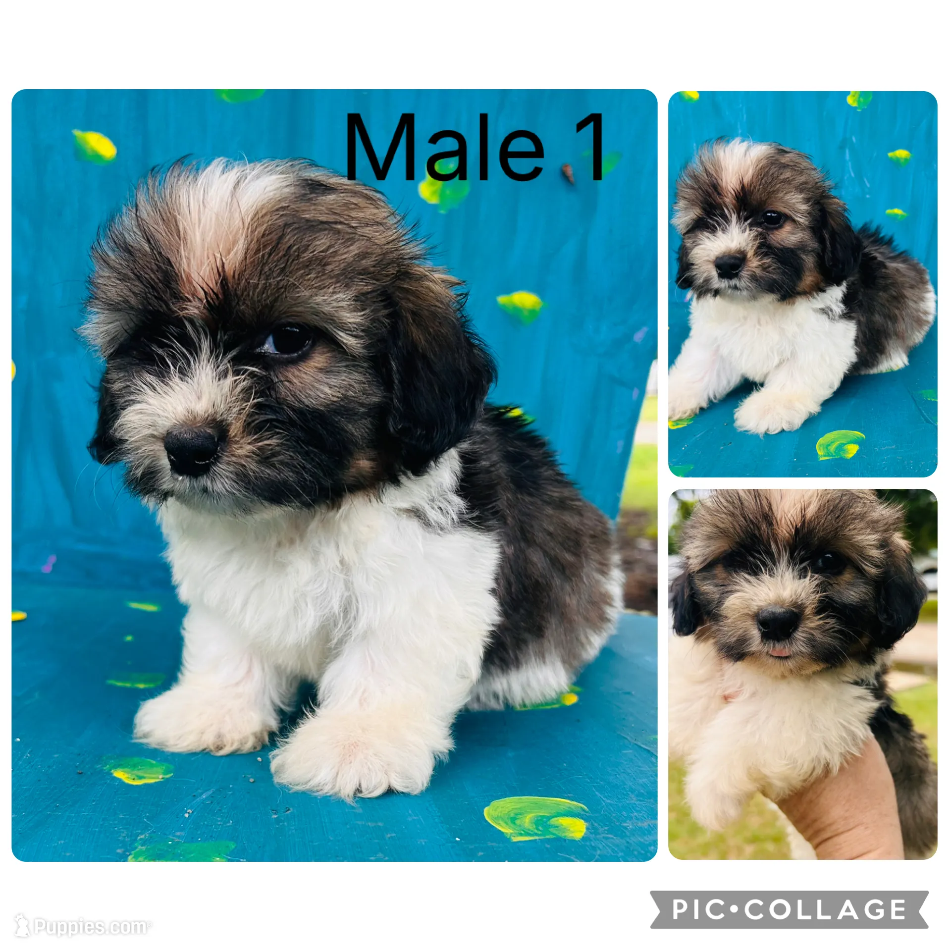 Male 1 – Shih Tzu and Miniature Dachshund Puppy for Sale | Puppies.com