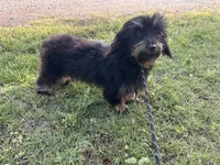 Poppy, a female Miniature Dachshund for sale in Durant, OK – 2 of 2