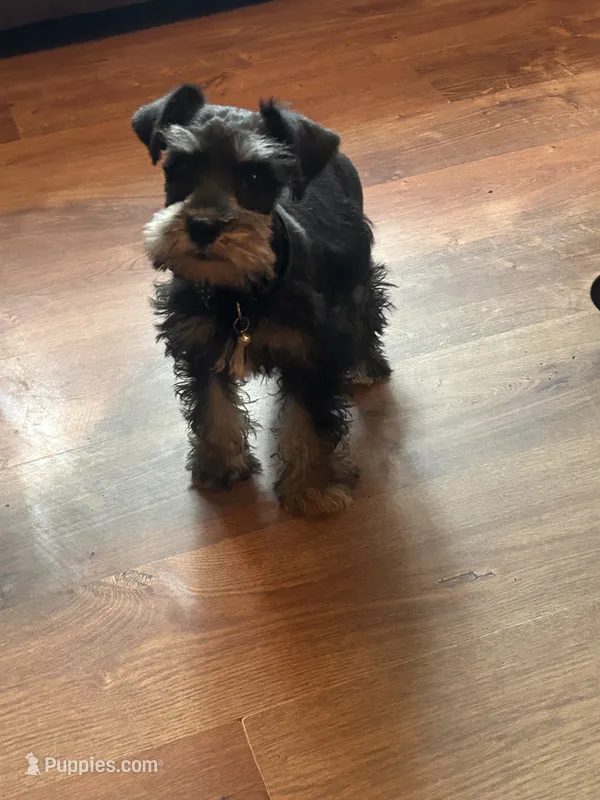 Male – Miniature Schnauzer puppy for sale in Durant, OK