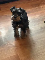 Male, a male Miniature Schnauzer for sale in Durant, OK – 1 of 1