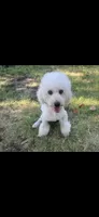Murphy, a male Poodle - Miniature  for sale in Durant, OK – 2 of 2