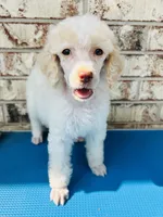 Mia, a female Poodle - Standard  for sale in Durant, OK – 2 of 4
