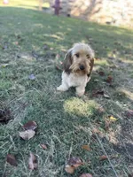 Doc, a male Miniature Dachshund for sale in Durant, OK – 3 of 3