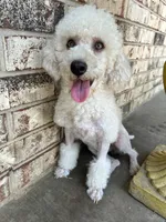 Murray , a male Poodle - Miniature  for sale in Durant, OK – 2 of 2