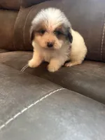 Male 3, a male Shih Tzu and Miniature Dachshund for sale in Durant, OK – 4 of 4