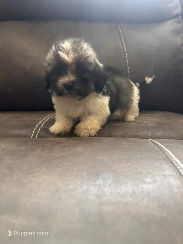Male 1 – Shih Tzu, Miniature Dachshund puppy for sale in Durant, OK