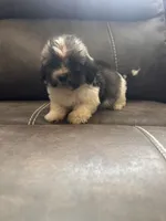 Male 1, a male Shih Tzu and Miniature Dachshund for sale in Durant, OK – 1 of 2