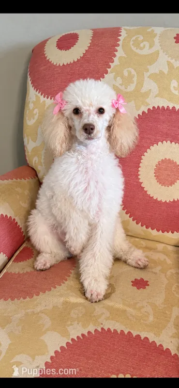 Belle – Poodle - Standard  puppy for sale in Durant, OK