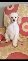 Belle, a female Poodle - Standard  for sale in Durant, OK – 1 of 2