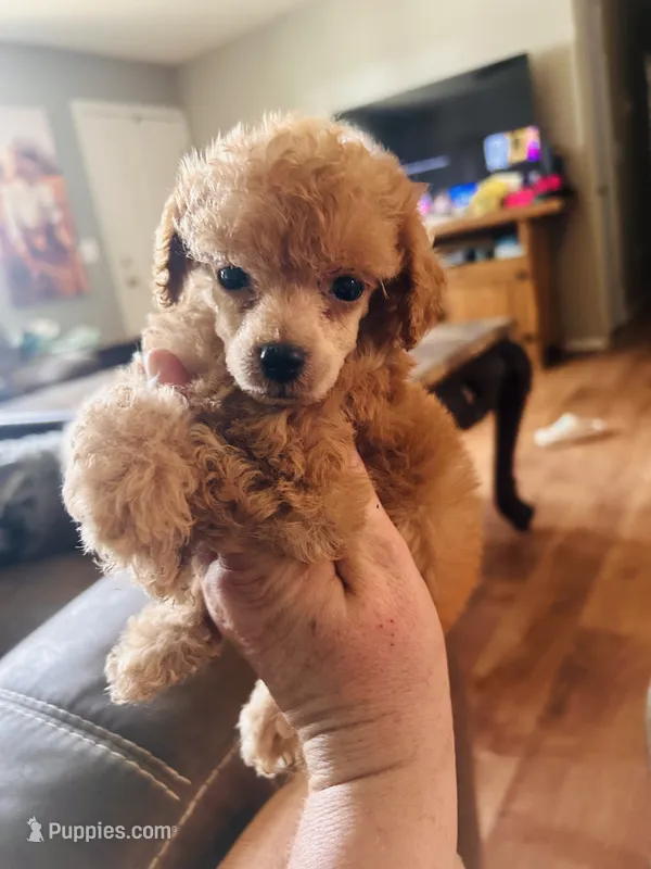 Red male  – Poodle - Toy  puppy for sale in Durant, OK