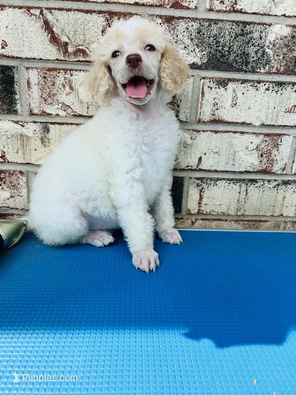 Mia – Poodle - Standard  puppy for sale in Durant, OK