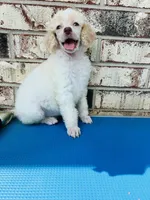 Mia, a female Poodle - Standard  for sale in Durant, OK – 1 of 4