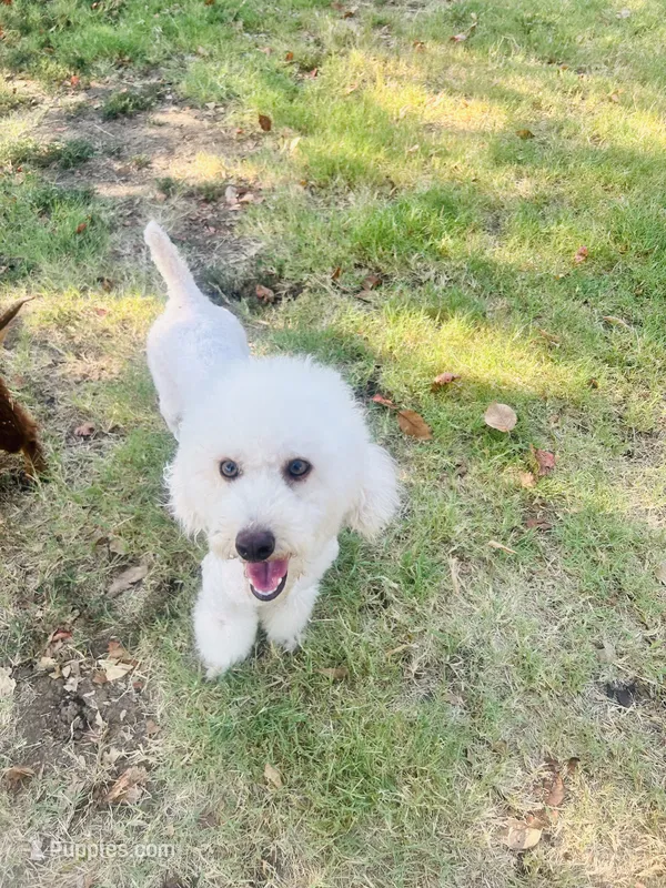 Murphy – Poodle - Miniature  puppy for sale in Durant, OK