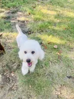 Murphy, a male Poodle - Miniature  for sale in Durant, OK – 1 of 2