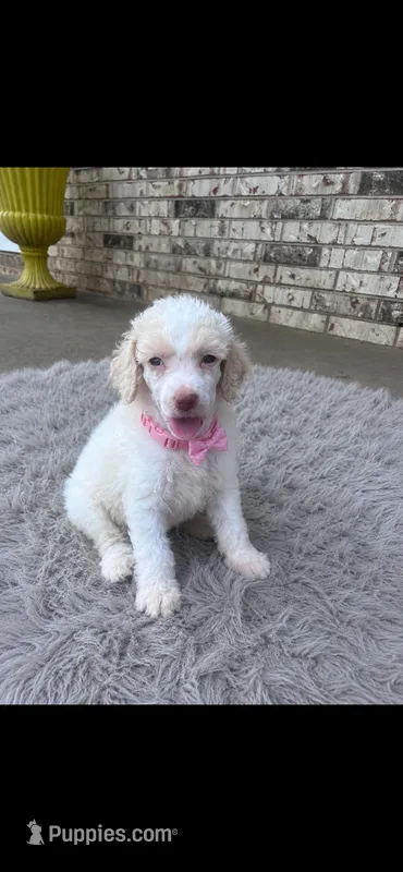 Mia – Poodle - Standard  puppy for sale in Durant, OK