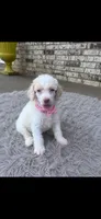 Mia, a female Poodle - Standard  for sale in Durant, OK – 1 of 2