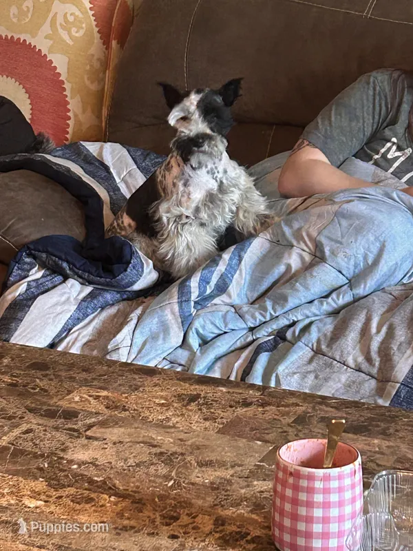 Female – Miniature Schnauzer puppy for sale in Durant, OK