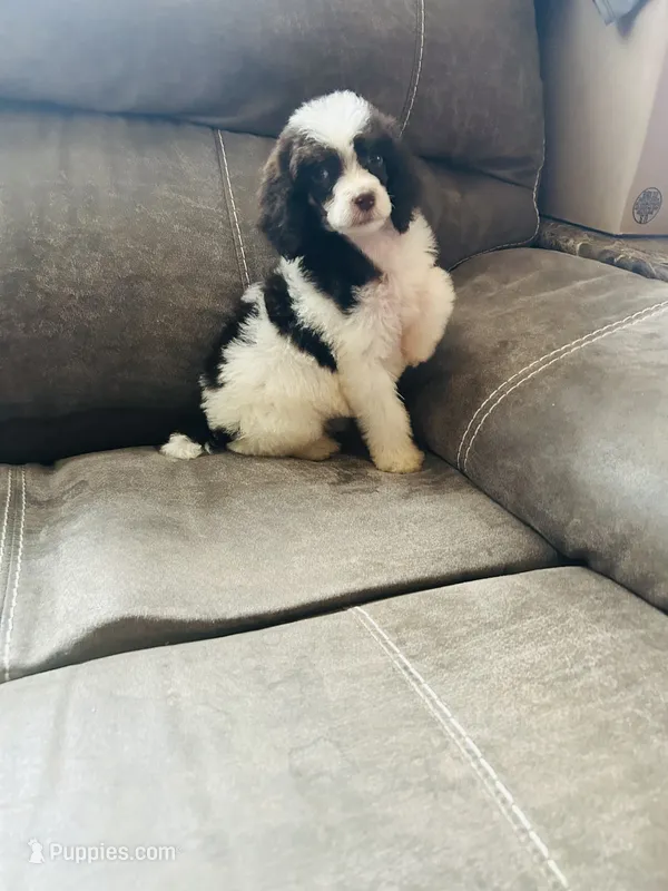 Buster – Poodle - Multi-Colored Standard puppy for sale in Durant, OK