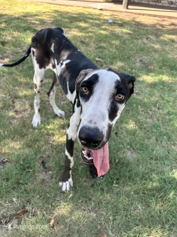 Lily – Great Dane puppy for sale in Durant, OK