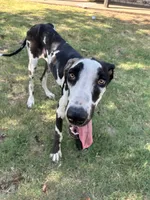 Lily, a female Great Dane for sale in Durant, OK – 1 of 1