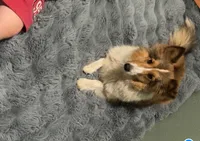 Bebe , a female Shetland Sheepdog for sale in Durant, OK – 2 of 2