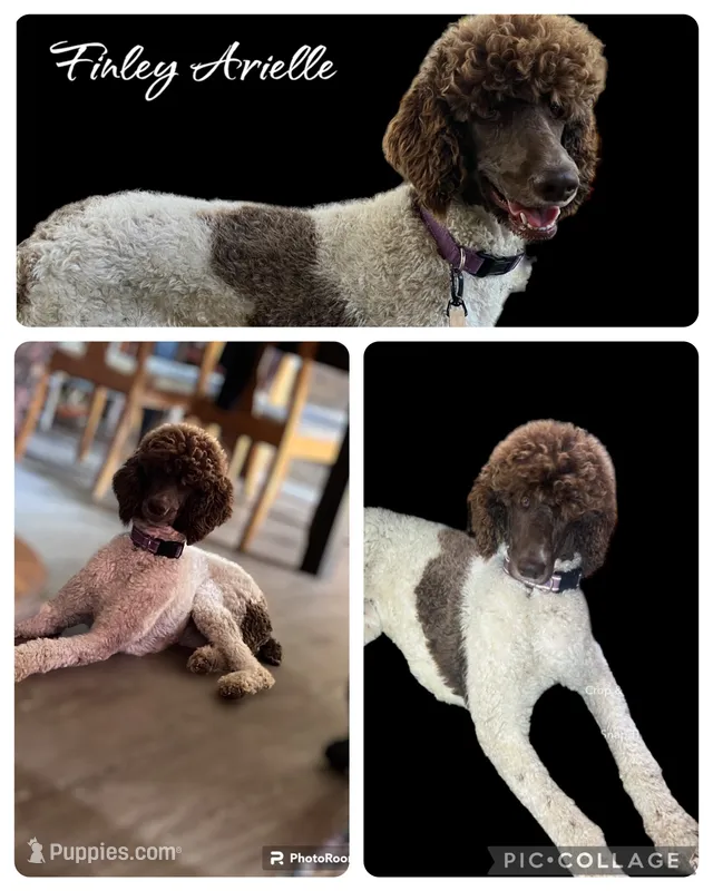 Finley – Poodle - Standard  puppy for sale in Durant, OK