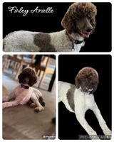 Finley, a female Poodle - Standard  for sale in Durant, OK – 1 of 1