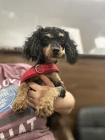 Jasper, a male Poodle - Toy  for sale in Durant, OK – 1 of 1