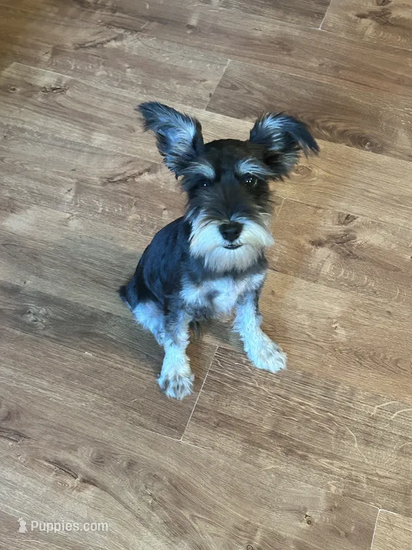 Archie – Miniature Schnauzer puppy for sale in Durant, OK
