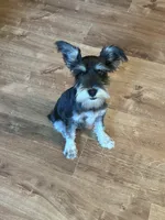 Archie, a male Miniature Schnauzer for sale in Durant, OK – 1 of 1
