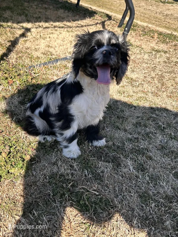Male – Cocker Spaniel puppy for sale in Durant, OK