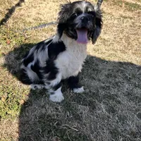 Male, a male Cocker Spaniel for sale in Durant, OK – Photo 2 of 3