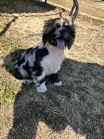 Male, a male Cocker Spaniel for sale in Durant, OK – Photo 2 of 3