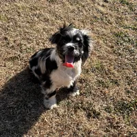Male, a male Cocker Spaniel for sale in Durant, OK – Photo 3 of 3
