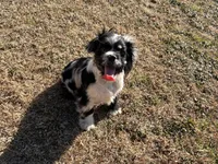 Male, a male Cocker Spaniel for sale in Durant, OK – Photo 3 of 3