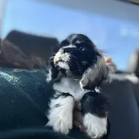 Male, a male Cocker Spaniel for sale in Durant, OK – Photo 1 of 3