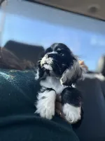 Male, a male Cocker Spaniel for sale in Durant, OK – Photo 1 of 3