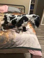 Male, a male Cocker Spaniel for sale in Durant, OK – 6 of 7