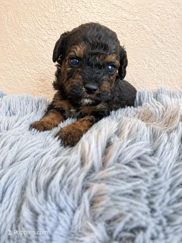 Male 1 – Poodle - Toy  puppy for sale in Durant, OK