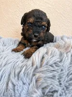 Male 1, a male Poodle - Toy  for sale in Durant, OK – 2 of 3