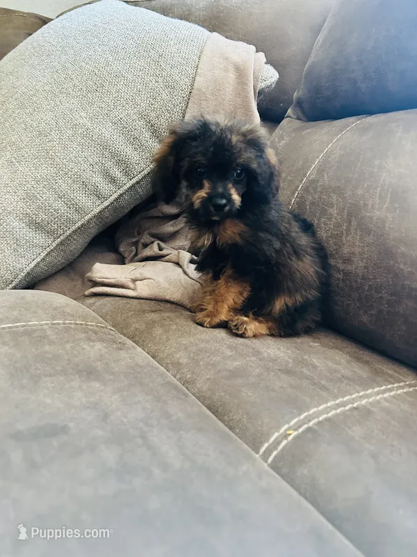 Male 1 – Poodle - Toy  puppy for sale in Durant, OK