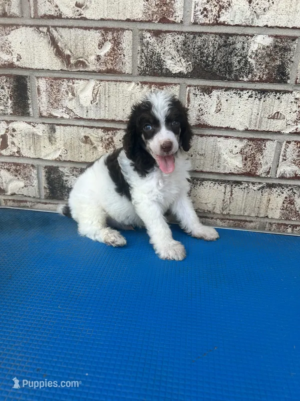 Buster – Poodle - Multi-Colored Standard puppy for sale in Durant, OK