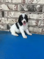 Buster, a female Poodle - Multi-Colored Standard for sale in Durant, OK – 1 of 1