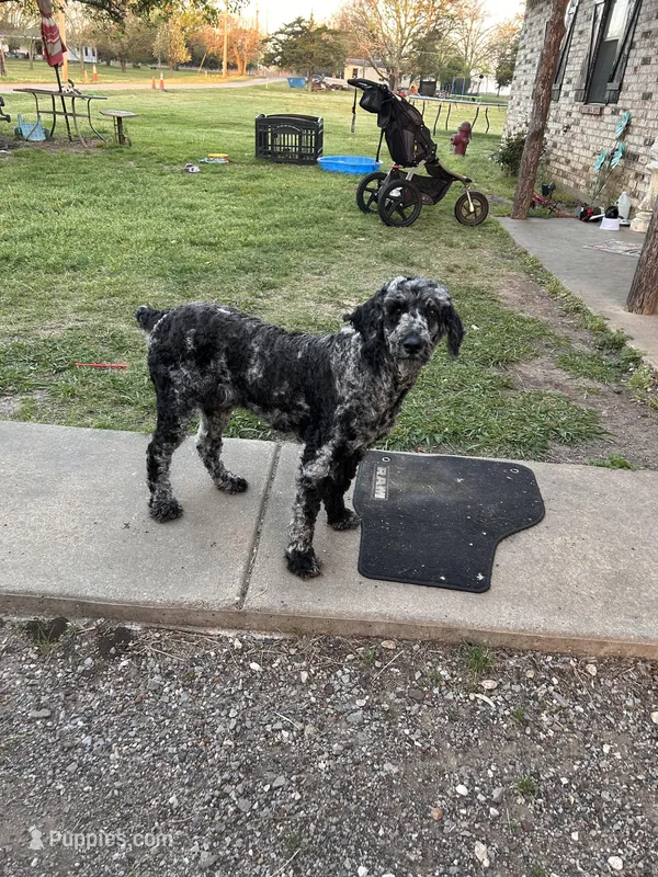 Harley – Poodle - Standard  puppy for sale in Durant, OK