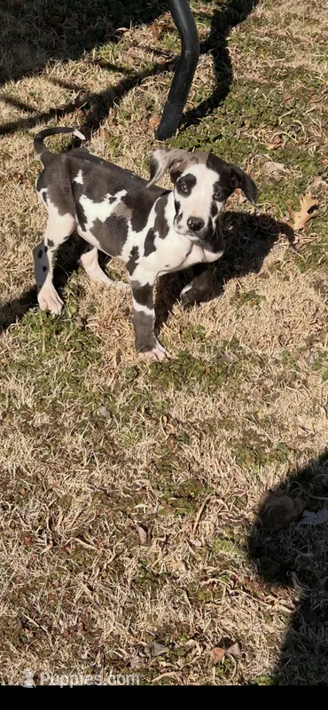 Lily – Great Dane puppy for sale in Durant, OK