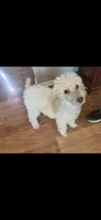 Belle, a female Poodle - Standard  for sale in Durant, OK – 2 of 2