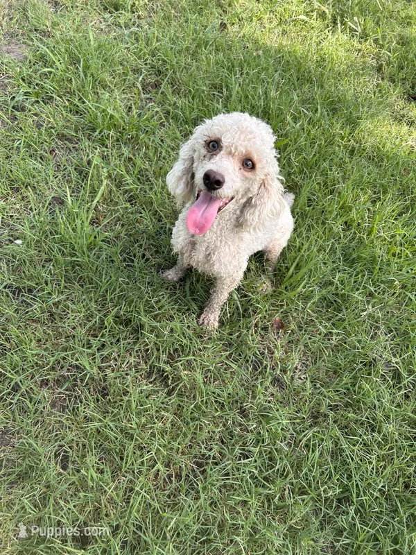 Male  – Poodle - Miniature  puppy for sale in Durant, OK
