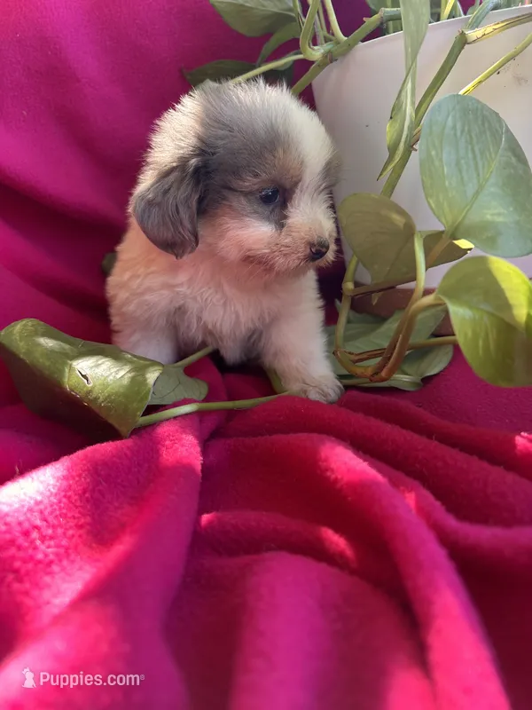 Male 2 – Shih Tzu, Miniature Dachshund puppy for sale in Durant, OK