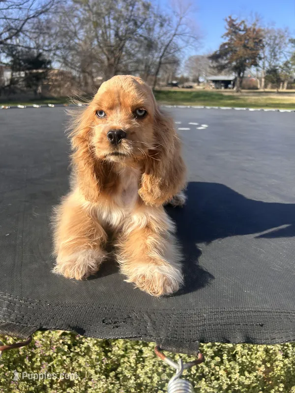 Loretta – Cocker Spaniel puppy for sale in Durant, OK