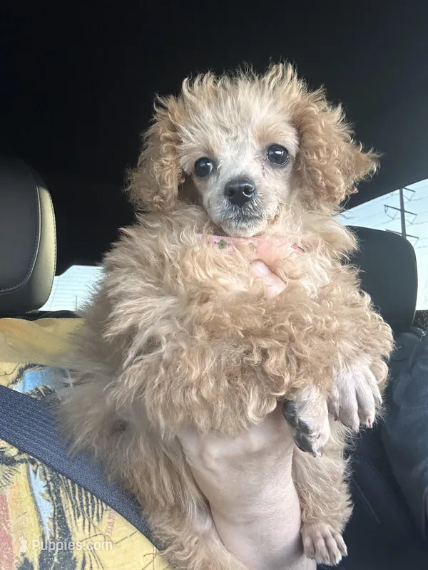 Ginger  – Poodle - Toy  puppy for sale in Durant, OK